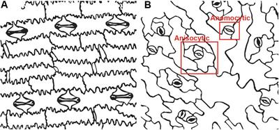 Flanking Support: How Subsidiary Cells Contribute to Stomatal Form and Function